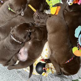 Labrador Retriever Puppies from Rustic Ridge Labradors
