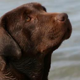 Labrador Retrievers from Big Sky Labradors