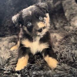 Outlaw - Blue merle male Miniature Australian Shepherd puppy in Queen Creek, Arizona from Arizona Aussies