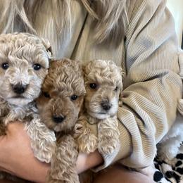 Cavapoo, Cockapoo, Goldendoodle, and Maltipoo Puppies from Perdue Puppies