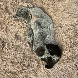 Wirehaired Pointing Griffon Puppies from Gunpowder Griffons