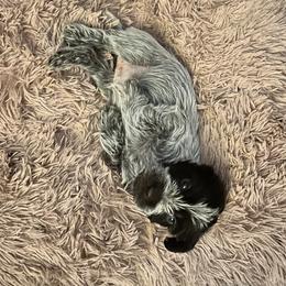 Wirehaired Pointing Griffon Puppies from Gunpowder Griffons
