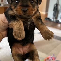 Yorkshire Terrier Puppies from Paw-Perfect Palace