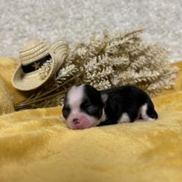 Chihuahua Puppies from Walley Farms