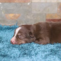Nicole's RTF2 - Red tri female Miniature Australian Shepherd puppy in Goliad, Texas from Sassy Lil Aussies and Diamond W Poodles