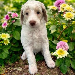Cyprus - Parti male Poodle puppy in Prosperity, Pennsylvania from Stelladoodles & Company