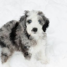 Aussiedoodles from Aussiedoodle Acres