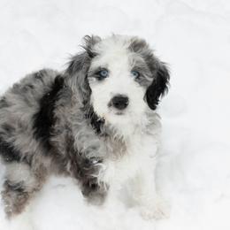 Aussiedoodles from Aussiedoodle Acres