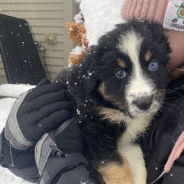 Australian Shepherd Puppies from NEK Aussies