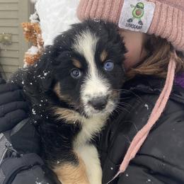 Australian Shepherd Puppies from NEK Aussies