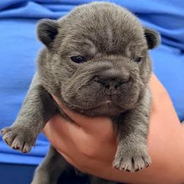 Boosie - Tricolors male French Bulldog puppy in Delhi, Louisiana from 4T Ranch