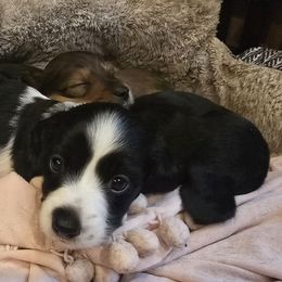 Dachshund Puppies from Ziva's Friends