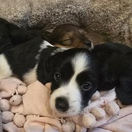 Dachshund Puppies from Ziva's Friends