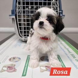 Rosa - Black gold and white female Mal-Shi puppy in Greenville, North Carolina from Amanda's Sugar Sweet Puppies