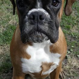 Boxers from Lynn Valley Boxers