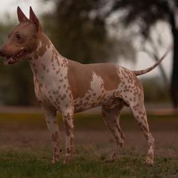 American Hairless Terriers and Croatian Sheepdogs from Resolute Kennels