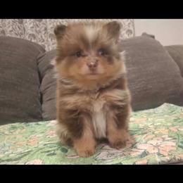 Chanel - Chocolate merle female Pomeranian puppy in Grand Prairie, Texas from D’ Pomlovers