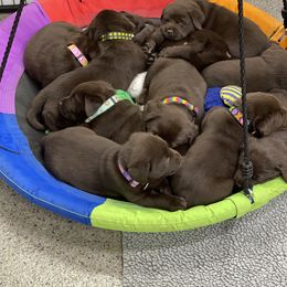Labrador Retriever Puppies from Rustic Ridge Labradors