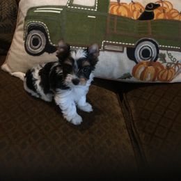 Biewer Terrier Puppies from Janeve's  Biewers