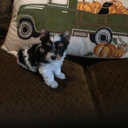 Biewer Terrier Puppies from Janeve's  Biewers