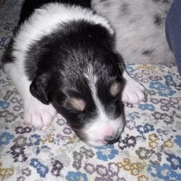 Cashew - Black tri-color female Australian Shepherd puppy in Wrightstown, New Jersey from Hartzland Farm Australian Shepherds