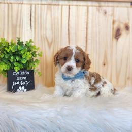 F1B Meet Woodstock :) - Blenheim male Cavapoo puppy in Centerville, Iowa from Barnyard Dachshunds, Dals & Doodles
