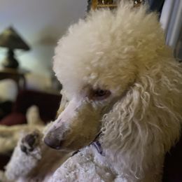 Piper - Poodle