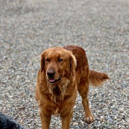 Bernedoodle and Goldendoodle Puppies from K+C Doodles