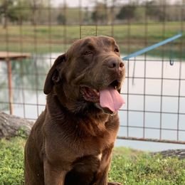 Chase - Labrador Retriever