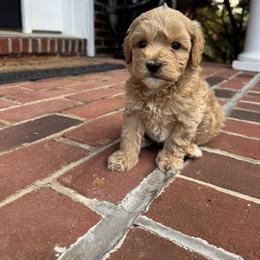 Blue Collar Boy - Caramel male Australian Labradoodle puppy in Hagerstown, Maryland from Westfields Labradoodles