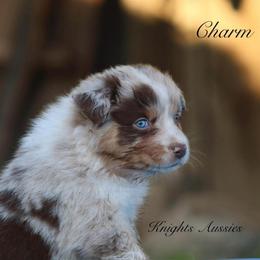 Charm - Red merle male Australian Shepherd puppy in Ceres, California from Knight's Aussies