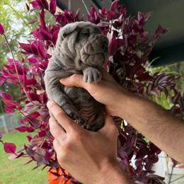 Voodoo - Blue male Chinese Shar-Pei puppy in Auburn, Kansas from Justin's Chinese Shar-Pei