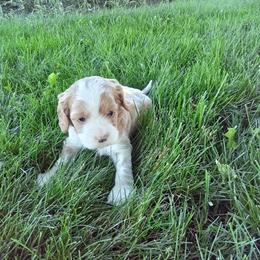 Boy 1 - male Cavapoochon puppy in Fredericksburg, Ohio from Timshell Farm Specialty Crossbreed Puppies