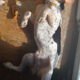 Beagles from Pamela Comardelle's Beagles