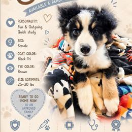 Sierra - Black tri female Miniature American Shepherd puppy in Shreveport   Bossier, Louisiana from Jem Miniature American Shepherds