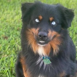 Miniature Australian Shepherds and Pembroke Welsh Corgis from Creek Ranch Kennels