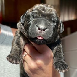 Brindle No Collar - Brindle male Boerboel puppy in Manitowoc, Wisconsin from Mae Boerboel