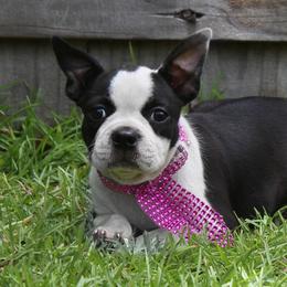 Boston Terrier Puppies from I Love Pups