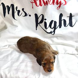 Freya - Red female Dachshund puppy in Homosassa, Florida from SAN’S Dachshunds