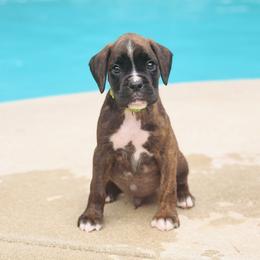 Blaze of Glory (Blaze) - Brindle male Boxer puppy in Georgia from Stephanie’s Boxers