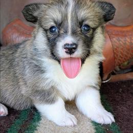 Laura Ingalls Wilder - Sable and white female American Corgi puppy in Paden, Oklahoma from Sunray Ranch