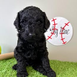Big Mac - Black male Labradoodle puppy in Adams, Nebraska from Boxcar Doodles and Poodles
