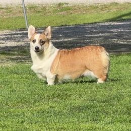 Oakley - Sable female Pembroke Welsh Corgi puppy in Bloomfield, Iowa from Seven B Corgis & Doxies