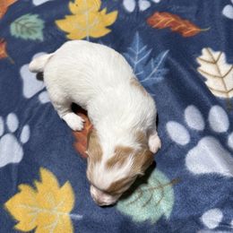 Girl 2 - Piebald female Dachshund puppy in Lexington, Tennessee from Nichols' Miniature Dachshund