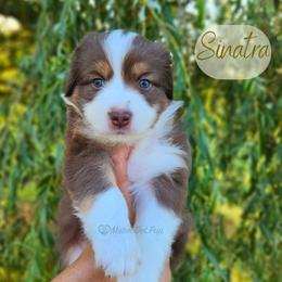 Sinatra - The Charmer - Red tri-color male Australian Shepherd puppy in Pittsville, Wisconsin from Match Dot Pup