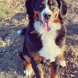 Rosy - Bernedoodle