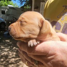 Girl 1 - Red female Dachshund puppy in Paradise, Texas from C and J Minis