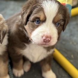 Boy 3 - Red tri male Miniature Australian Shepherd puppy in Pueblo, Colorado from Bear River Ranch LLC