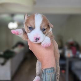 Camilo - Sable and white male American Corgi puppy in Tallahassee, Florida from Koko's Korgis