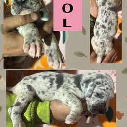 Wool - Merle female Great Dane puppy in Wellsville, New York from Prophecy Danes